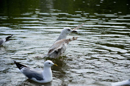 seagull and birds feeding in pondの写真素材