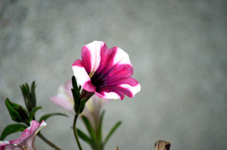 beautiful flower with pink and white stripes in summerの写真素材