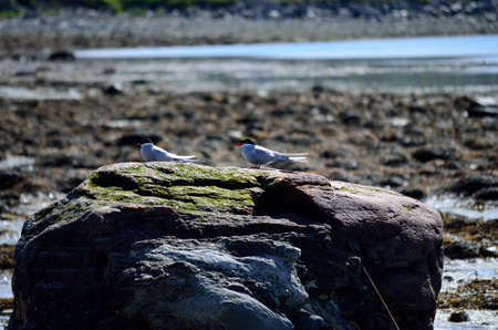 arctic tern birds on big boulder in summerの写真素材