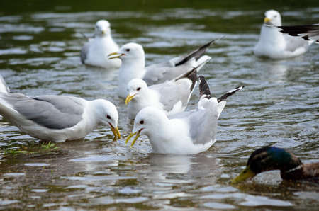 ducks and seagulls in summer looking for foodの写真素材