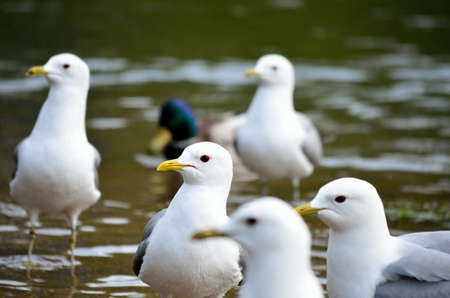 seagulls in summer pond close upの写真素材