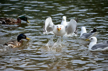 ducks and seagulls in summer looking for foodの写真素材