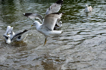 seagulls flying and landing in pondの写真素材