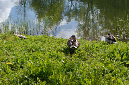 male mallard duck sleeping on green pond shoreの写真素材