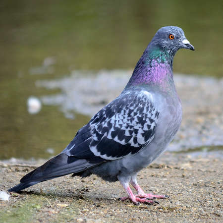 colourful pidgeon on pond shore close upの写真素材