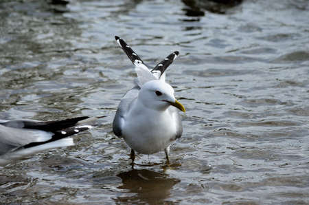 seagulls in summer pond close upの写真素材