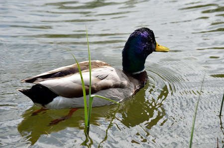 beautiful male mallard duck swimming in pond close upの写真素材