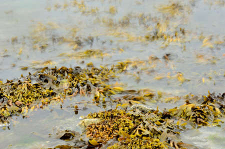 brown seaweed floating near sandy seashore