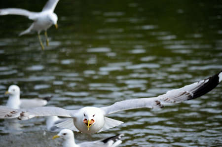 seagulls in summer pond close upの写真素材