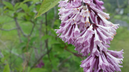 Beautiful pink lilac flower in summertime