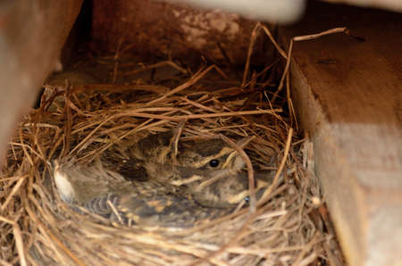 small baby sparrow birds in nest macroの写真素材