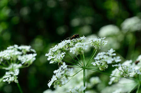 white wildflower in summer forestの写真素材