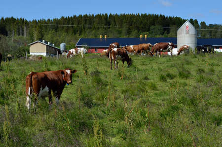 cow grazing on summer fieldの写真素材