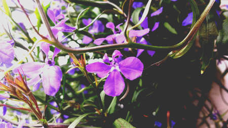 Violet flowers in summer macro photoの素材