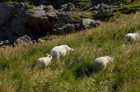 beautiful sheep grazing near blue summer oceanの写真素材