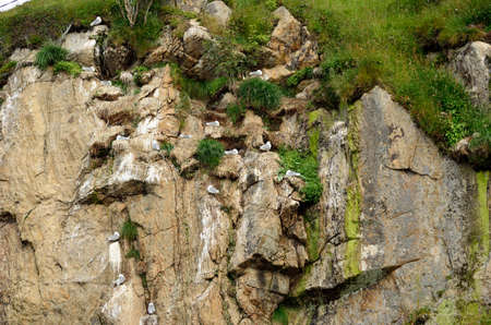 black-legged kittiwake birds on nesting cliffside in summer, sto vesteraalenの写真素材