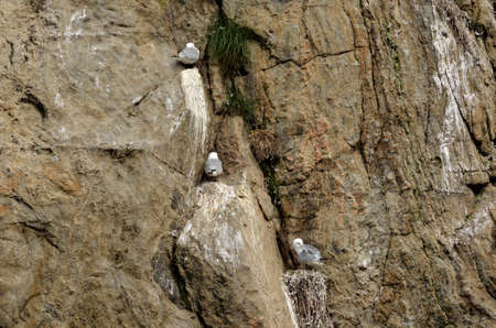black-legged kittiwake birds on nesting cliffside in summer, sto vesteraalenの写真素材