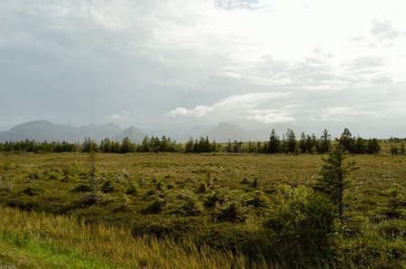 deep field with small trees and mountain in mist
