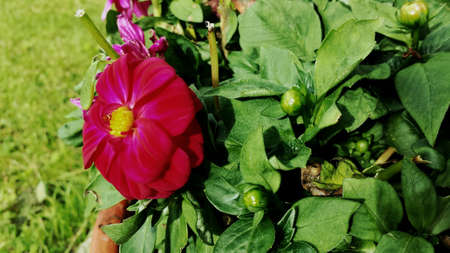 Hot strong colored red flower on green leafy bush in summerの素材