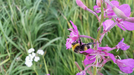 Bumblebee sleeping and relaxing on pink bloodvine flower at dawn in the arctic circle macro photoの素材