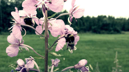 Bumblebee sleeping and relaxing on pink bloodvine flower at dawn in the arctic circle macro photoの素材