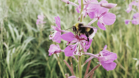 Bumblebee sleeping and relaxing on pink bloodvine flower at dawn in the arctic circle macro photoの素材