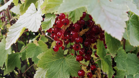 Juicy clusters of redcurrant berries in late autumn