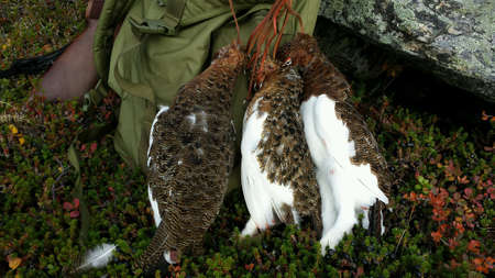 Grouse backpack and shotgun on mountain during hunting seasonの素材