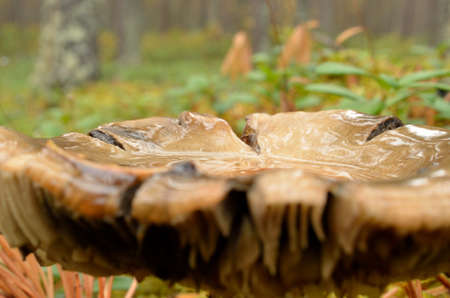 wet mushroom, fungus in autumn wild forest macroの写真素材