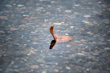 beautiful autumn birch leaf stuck in cold river current macro photo