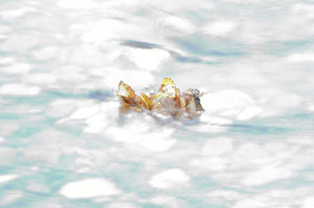 beautiful autumn birch leaf stuck in cold river current macro photoの写真素材