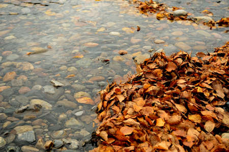 huge piles of yellow and brown birch leaf in river stream in autumnの写真素材