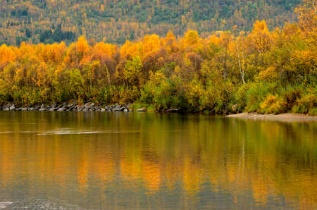 strong colourful autumn forest with reflection on river surfaceの写真素材