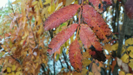 Lush red rown tree leaf with colourful autumn leaf background macro photo