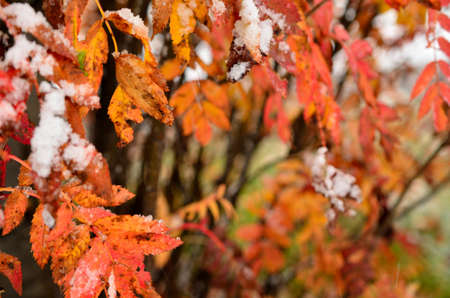 colourful rowan tree with snow in late autumn in the arctic circleの写真素材
