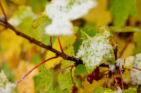 colourful redcurrant bush in autumn with snow macro photoの写真素材