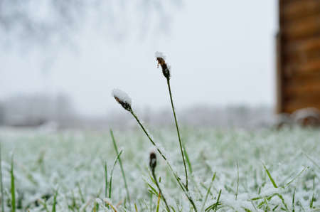 new snow on grass and plant in late autumn macro photoの写真素材