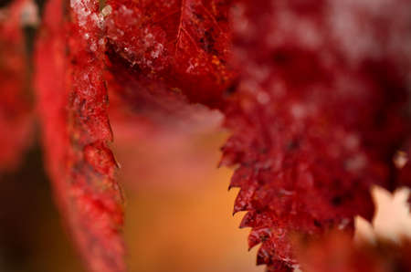 colourful rowan tree leaf in autumn with snow arctic circleの写真素材
