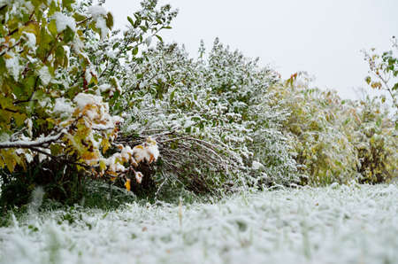 new snow on redcurrant bush in late arctic circle autumnの写真素材