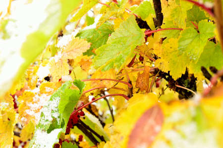 rainbow colour on redcurrant bush with snow in late arctic circle autumnの写真素材