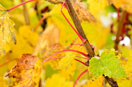 rainbow colour on redcurrant bush with snow in late arctic circle autumnの写真素材