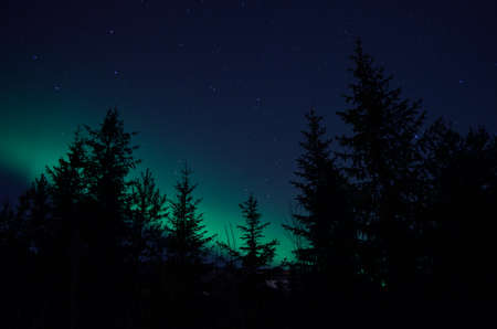 aurora borealis northern light on winter night sky over treesの写真素材