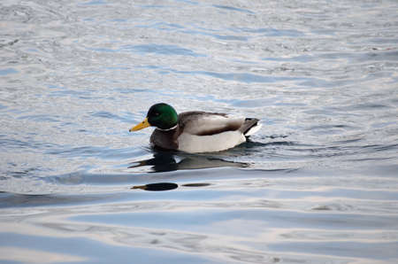 beautiful male mallard duck swimming in harbor in wintertime