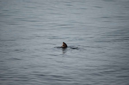 otter in fjordの写真素材
