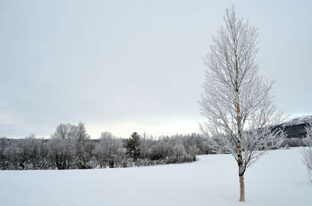 frost and rime covered birch treeの写真素材