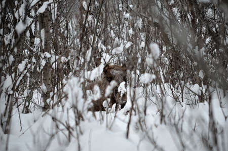 moose resting in snowy forestの写真素材