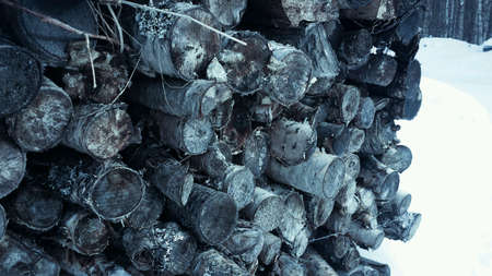 Birch tree firewood log stack outside