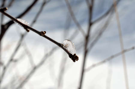 beautiful ice shape on small twig in winter sunshine macro photoの写真素材