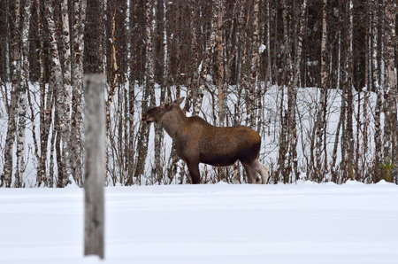 moose mother feeding from birch trees in winter natureの写真素材
