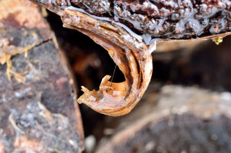 water dripping from birch log bark macroの写真素材